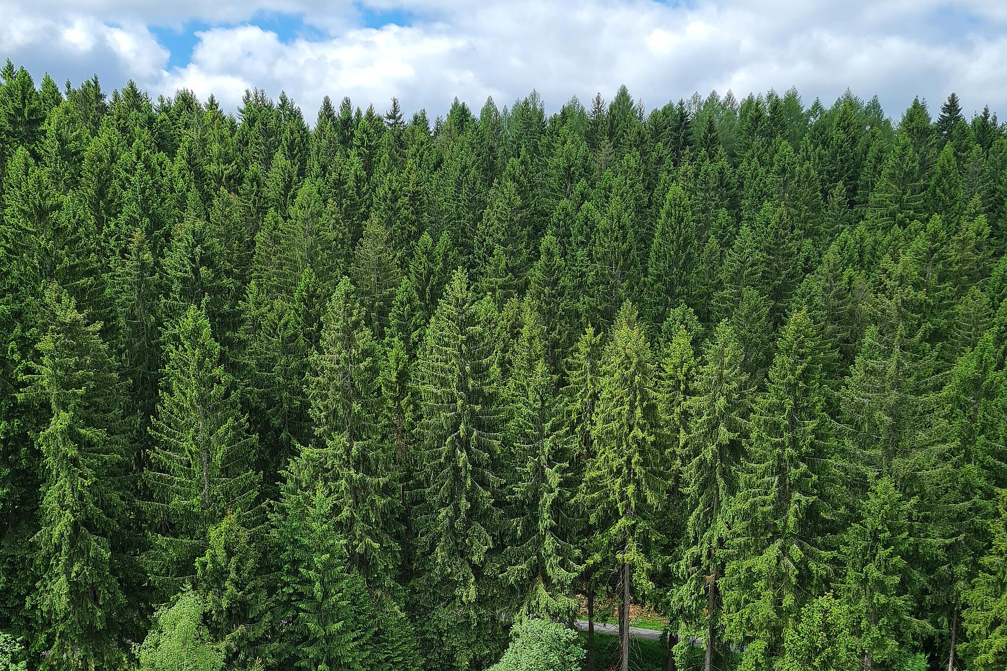 Aussicht vom Röthelstein auf den umliegenden Wald.